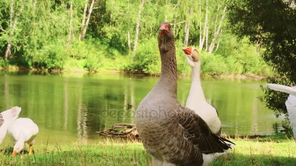 Patos em Forest Lake — Vídeo de Stock