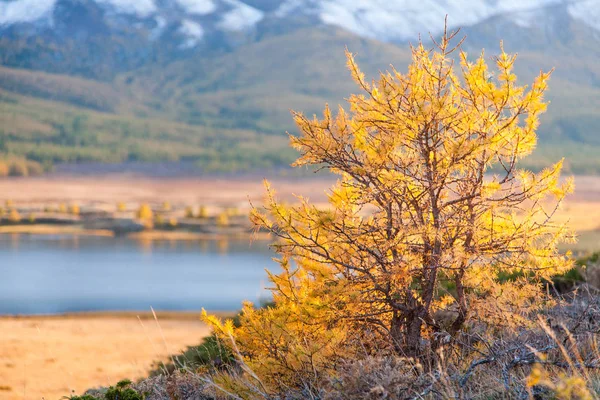 Arbusto amarelado no outono em montanhas — Fotografia de Stock