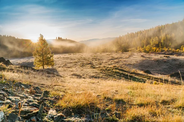 Morning Fog in Mountains, Hoarfrost on Grass and Trees in Altai, Siberia — Stock Image Morning Fog Mountains Hoarfrost Grass Trees Altai Siberia Stock Picture