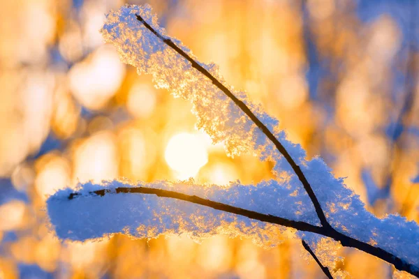 霜在森林的树枝上 在初升的太阳的光芒中 — 图库照片
