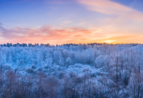 Paisagem Inverno Árvores Geladas Floresta Manhã Ensolarada Sob Céu Azul — Fotografia de Stock