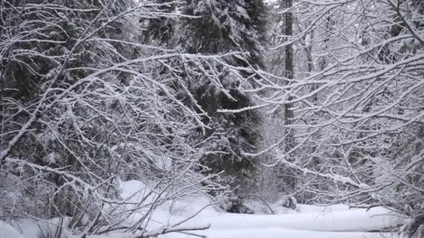 Fuertes Nevadas Bosque Invierno Altai Siberia — Vídeos de Stock