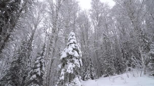 Neve Pesada Uma Floresta Inverno Altay Sibéria — Vídeo de Stock