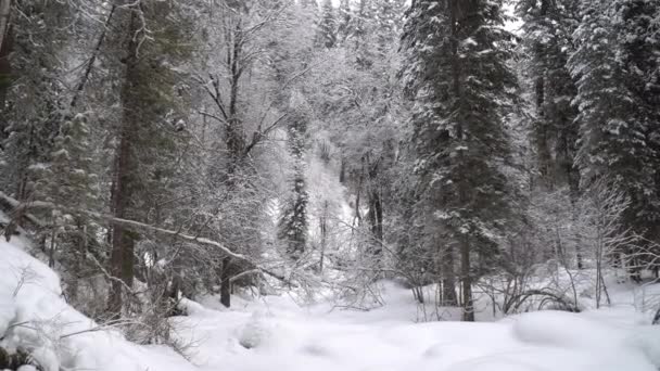 Heavy Snowfall in A Winter Forest. Altay, Sibérie .