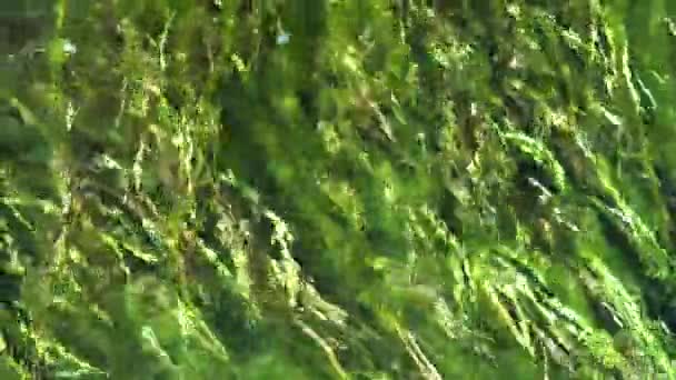 Seaweed River High View Water Flowing — Stock Video