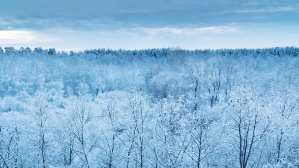 Kış Manzarası Bulutlu Gökyüzünün Altında Kış Sabahı Ormandaki Buzlu Ağaçlar — Stok video