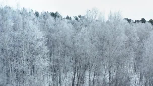 Зимовий Пейзаж Морозні Дерева Лісі Зимовий Хмарний Ранок — стокове відео