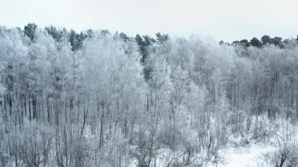 Winterlandschap Ijzige Bomen Het Bos Winter Bewolkte Ochtend — Stockvideo