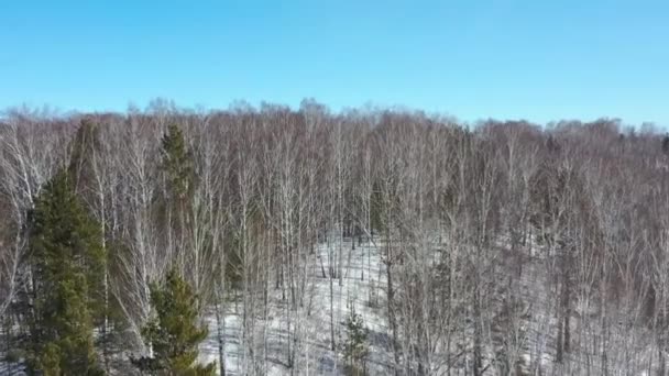 Χειμερινό Τοπίο Δέντρα Στο Δάσος Την Ηλιόλουστη Χειμωνιάτικη Μέρα — Αρχείο Βίντεο