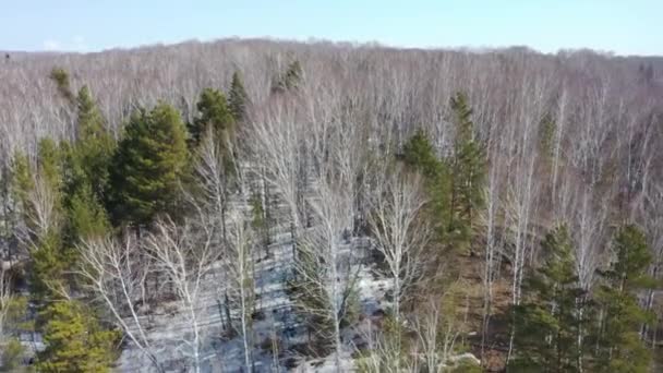 Vuelo Sobre Bosque Principios Primavera — Vídeos de Stock