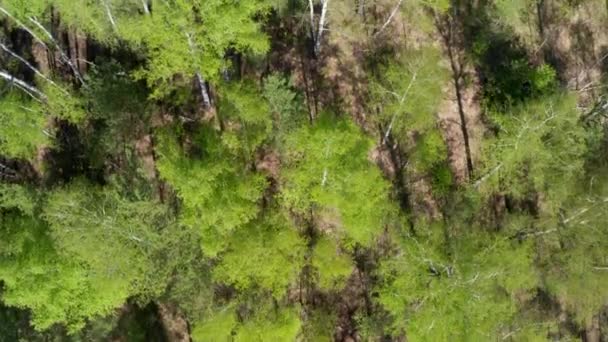Вид Воздуха Лес Весной Живопись Природа — стоковое видео
