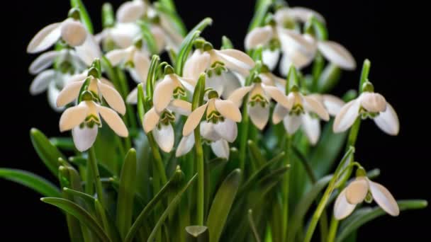 Snowdrops blooming blossom time lapse. Closeup opening flowers — Stock Video