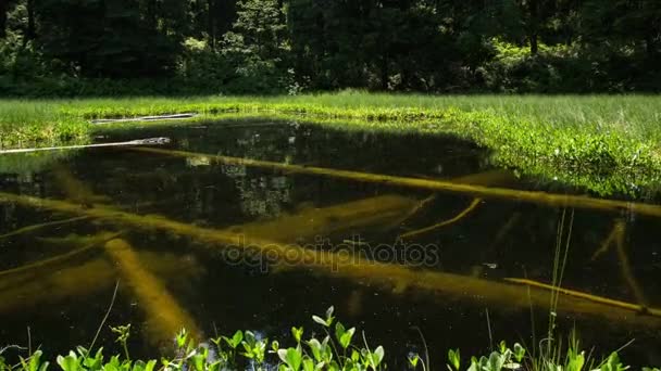 Ztracené magické jezero s podvodní stromy časová prodleva. Dolly záběr tajemné jezero — Stock video