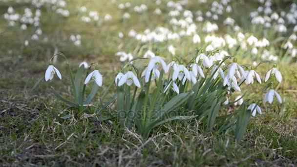 Κουκλίτσα σουτ του άγρια λευκό snowdrops, κινείται σε ένα άνεμο στο πράσινο λιβάδι. Μετατόπιση δεξιά προς τα αριστερά — Αρχείο Βίντεο