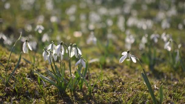 Dolly shoot of wild white snowdrops moving in a wind in green meadow. Pan left to right — Stock Video