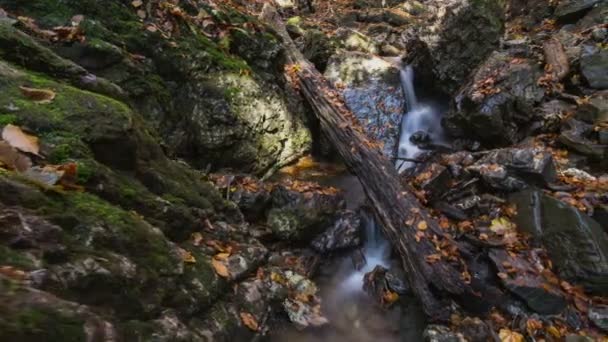 Ruisseau forestier avec des feuilles en automne time lapse dolly shot — Video