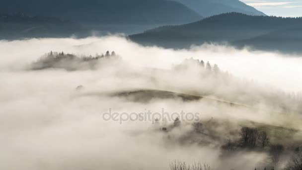 Туманное утро осенью, когда овцы выходят из тумана — стоковое видео