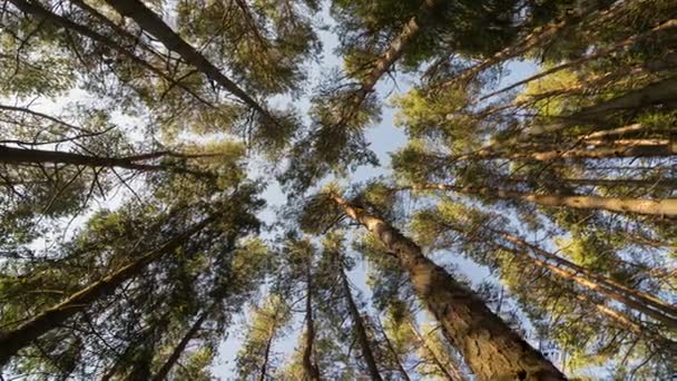 Vista vertical de pinos del bosque bailando en el viento. Tiempo lapso dolly disparo — Vídeo de stock