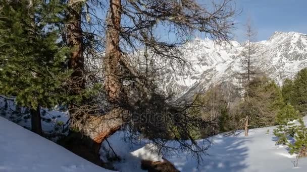 Bäume Schatten bewegen sich über Schnee im Winter Alpen Berge Dolly Schuss Zeitraffer — Stockvideo