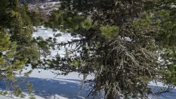 Dolly erschossen über Kiefern im verschneiten Wald mit Schneekissen im Winter Alpen Berge Zeitraffer — Stockvideo