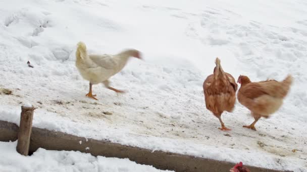 Pollos alimentando grano en granja orgánica en invierno nevado — Vídeos de Stock