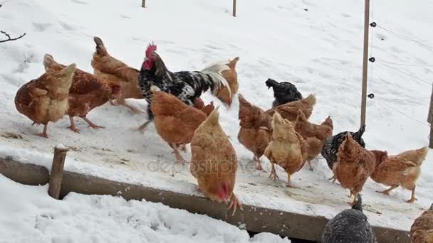 在下雪的冬天喂粮食中有机农场的鸡 — 图库视频影像