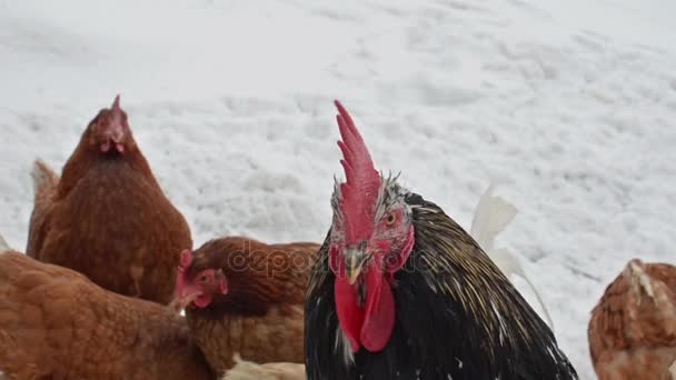 Vzteklý kohout hlídá slepice v zasněžené zimě. Uzavření kohoutu v ekologické farmě — Stock video