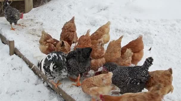 在下雪的冬天喂粮食中有机农场的鸡 — 图库视频影像