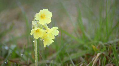 Çiğ yeşil çayır üzerinde çiçek açan sarı yaban çiçeği çuha çiçeği