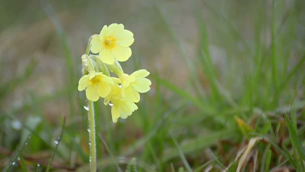 Gele wilde cowslip primrose bloeien in de ochtenddauw op groene weide — Stockvideo