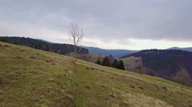 Çam ağacı yaprakları olmadan üzerinde erken ilkbahar sabah uçmak. Güzel doğanın havadan görünümü