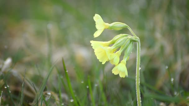 Yellow wild cowslip primrose blooming in morning dew on green meadow — Stock Video