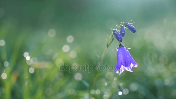 Blauglockenblume blüht im Morgentau im Sonnenlicht auf der grünen Wiese. Zeitlupe — Stockvideo