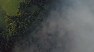 Altın sabah renklerle güzel sisli ormanın havadan görünümü