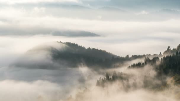 早晨时间流逝的颜色的雾森林风景 — 图库视频影像