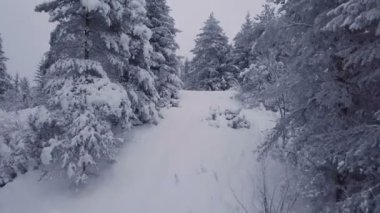 Hava kış uçuş orman kırsal ülkede karlı ağaçların arasında