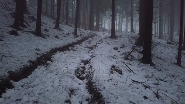 Moviéndose Sobre Camino Forestal Día Invierno Brumoso Camino Misterioso Bosque — Vídeos de Stock