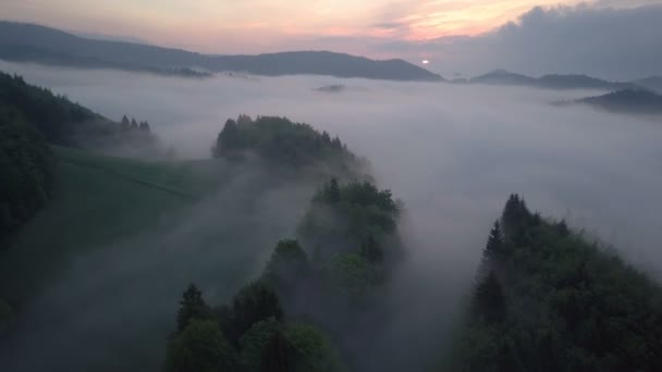 Zbor Peste Pădurea Cețoasă Răsăritul Dimineții — Videoclip de stoc