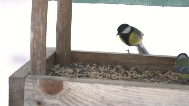 Πουλιά Στον Τροφοδότη Αργή Κίνηση — Αρχείο Βίντεο