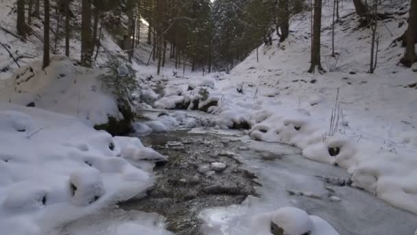 Fluxo Montanha Floresta Inverno — Vídeo de Stock