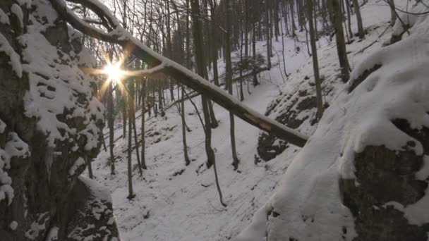 Letzte Sonne Winterwald — Stockvideo