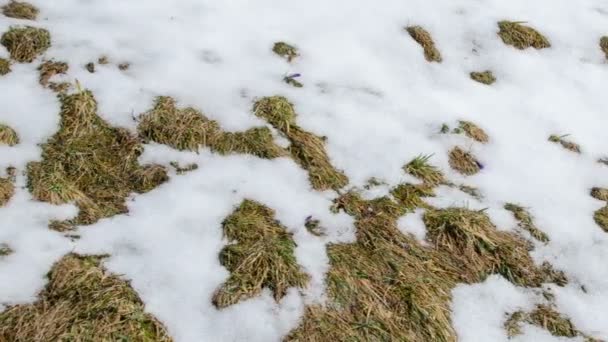 Veloce Scioglimento Della Neve Sul Prato Time Lapse — Video Stock