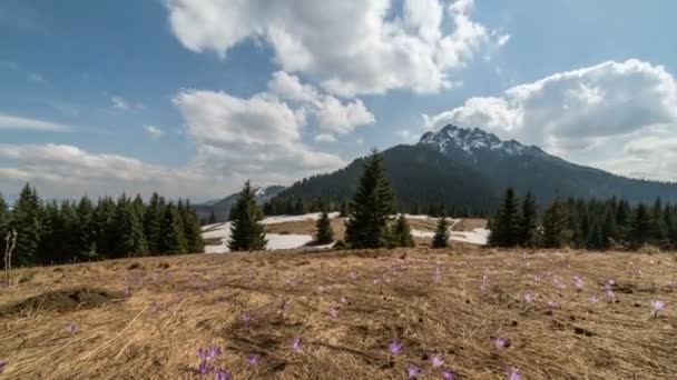 クロッカスと春の山の牧草地に移動する雲 ドリー ショットの時間経過 — ストック動画