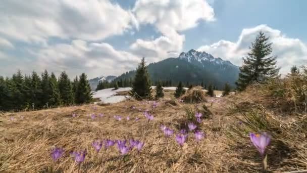 Nubes Moviéndose Sobre Las Montañas Primavera Prado Con Flores Azafrán — Vídeo de stock