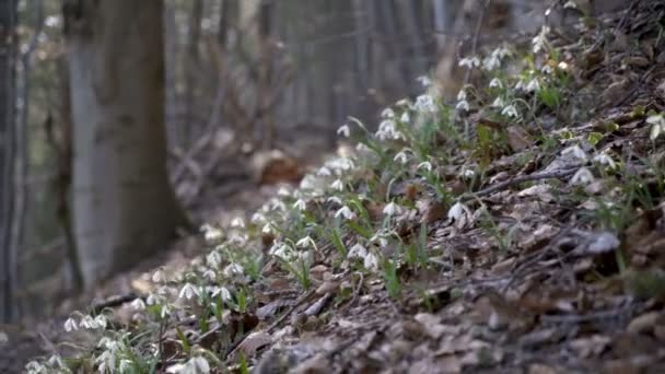 Snødråper Vårskogen – stockvideo