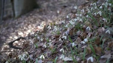 Kardelen rüzgarlı ormanda ağır çekim