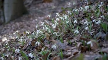 Kardelen rüzgarlı ormandaki