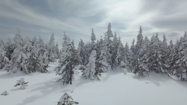 Vinter Snöiga Skogen Panoramautsikt — Stockvideo