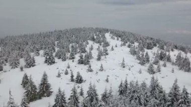 Karlı kış orman üzerinde hızlı uçuş