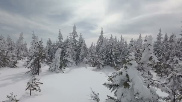 Luchtfoto Winter Besneeuwde Forest — Stockvideo